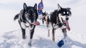 Meet huskies in the Norwegian town of Alta