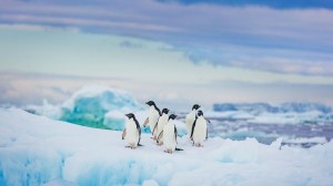 At home with the United Kingdom’s Antarctic Heritage Trust