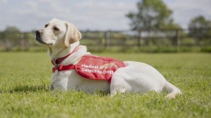 Anne Diamond interviews Co-Founder of Medical Detection Dogs, Dr. Claire Guest