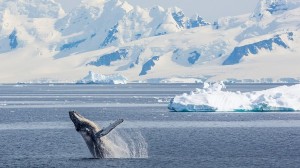 Discover our Antarctic Explorer itinerary with Karine Hagen 