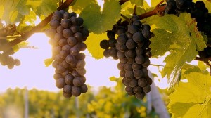 The Wine Regions of Bordeaux