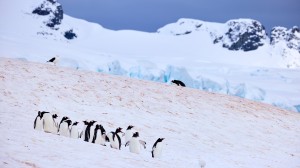 Top 10 Antarctic experiences with Karine Hagen