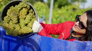 Discover the award-winning English wines of Oxney Organic Estate