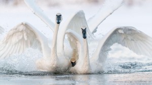 Explore the Mississippi Delta with ornithologist John W. Fitzpatrick