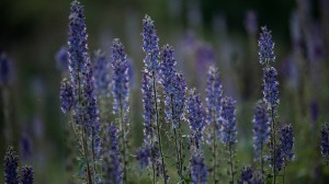 Lavender Meditation