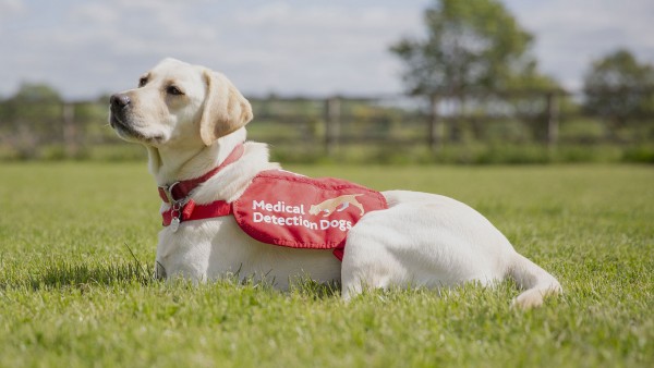 Anne Diamond interviews Co-Founder of Medical Detection Dogs, Dr. Claire Guest