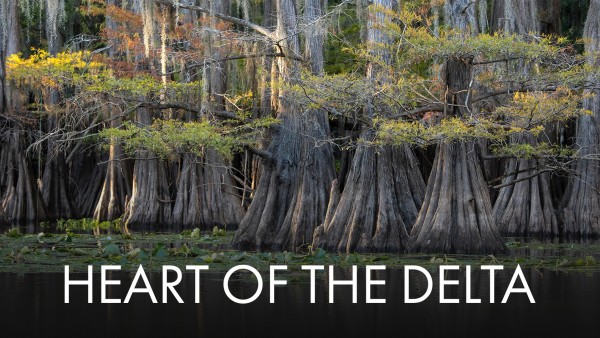 Heart of the Delta