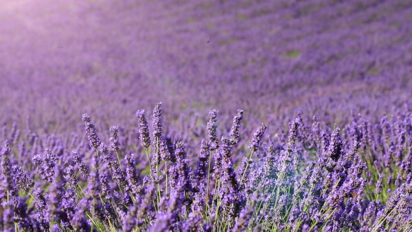 Podcast: Mindfulness with Mona Therese (Lavendar Meditation)