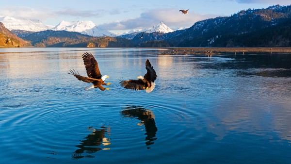 Discover our Alaska & the Inside Passage itinerary with Viking’s Joost Ouendag