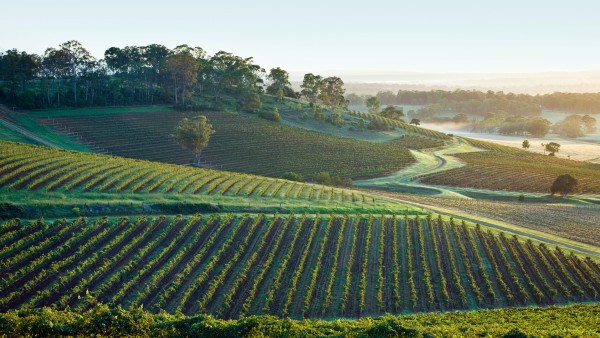 Raise a glass to the wines of Peterson House in the Hunter Valley