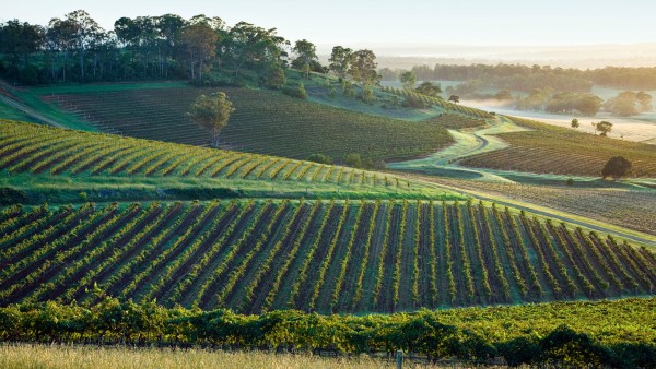 At home in Sydney’s Hunter Valley with winemaker Savannah Peterson
