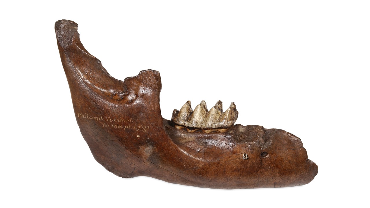 The British Museum: Examining America’s Fossils with Dr. Jill Cook