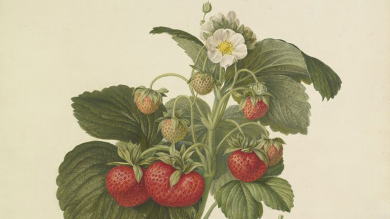 Revisit the Royal Horticultural Society’s Lindley Library