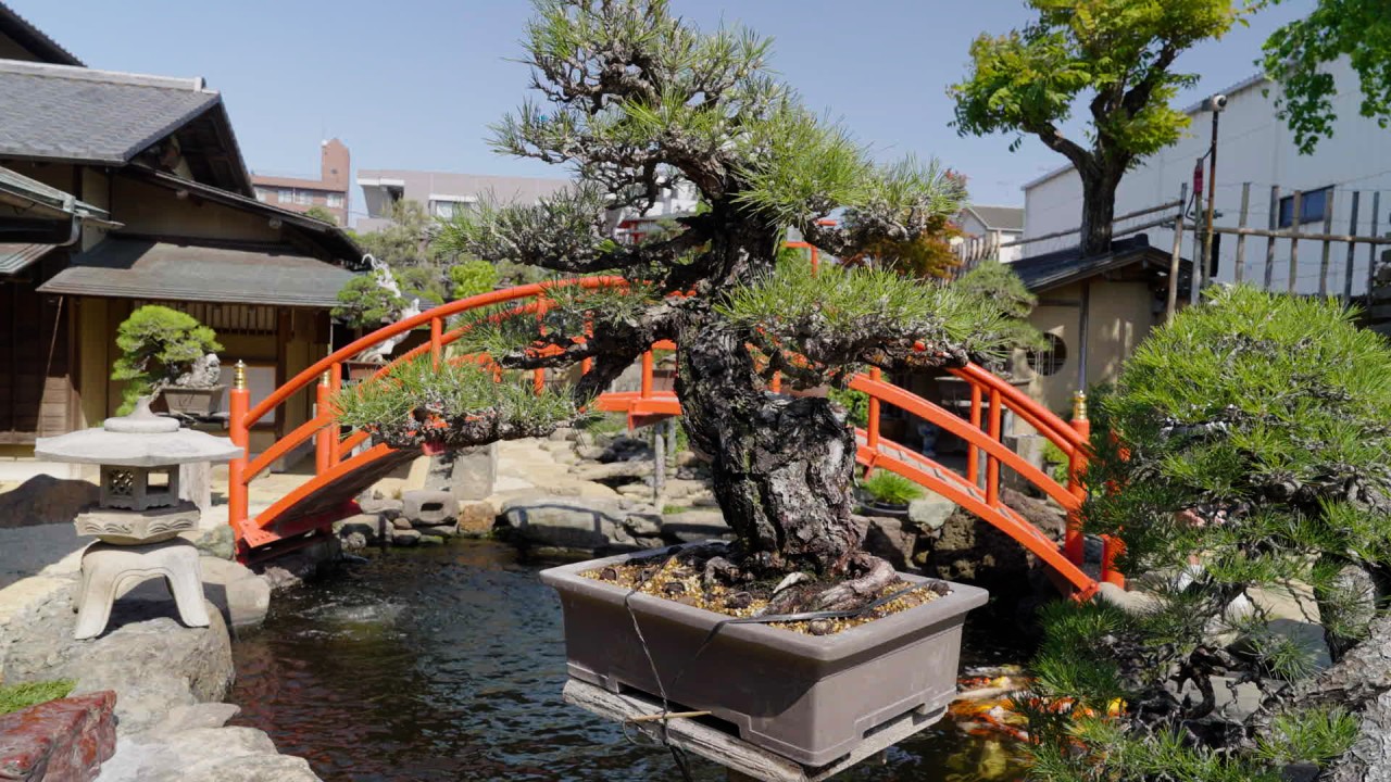 Explore Japan’s capital city of Tokyo with Alastair Miller)